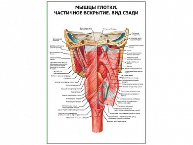 Мышцы глотки. Частичное вскрытие плакат глянцевый А1/А2 (глянцевый A2)