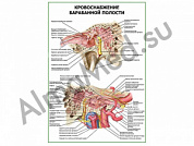 Кровоснабжение барабанной полости плакат ламинированный А1/А2 (ламинированный	A2)