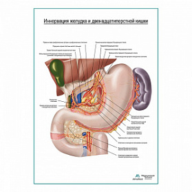 Автономная иннервация желудка плакат глянцевый  А1+/А2+ (глянцевая фотобумага от 200 г/кв.м, размер A1+)
