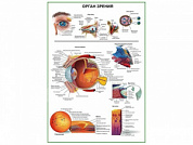 Орган зрения человека, плакат глянцевый А1/А2 (глянцевый A1)