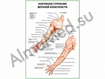 Наружное строение верхней конечности плакат ламинированный А1/А2 (ламинированный	A2)