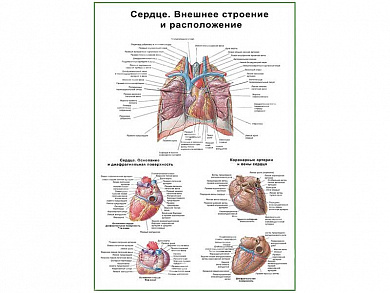 Сердце, внешнее строение и расположение, плакат глянцевый А1/А2 (глянцевый A2)