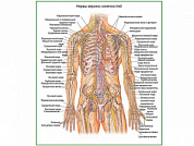 Нервы верхних конечностей, плакат глянцевый А1/А2 (глянцевый A2)