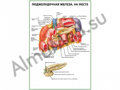 Поджелудочная железа на месте плакат ламинированный А1/А2 (ламинированный	A2)