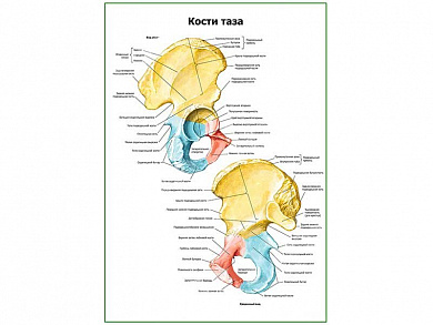 Кости таза плакат глянцевый А1/А2 (глянцевый A2)