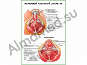 Наружный анальный сфинктер плакат ламинированный А1/А2 (ламинированный	A2)