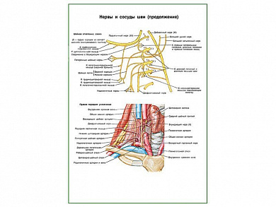 Нервы и сосуды шеи плакат глянцевый А1/А2 (глянцевый A2)