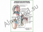 Иннервация ротовой полости и глотки, плакат глянцевый/ламинированный А1/А2 (глянцевый	A2)