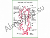 Артерии мозга. Схема плакат ламинированный А1/А2 (ламинированный	A2)