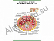 Поперечное сечение на уровне L 3-4 плакат глянцевый/ламинированный А1/А2 (глянцевый	A2)
