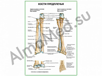 Кости предплечья плакат ламинированный А1/А2 (ламинированный	A4)