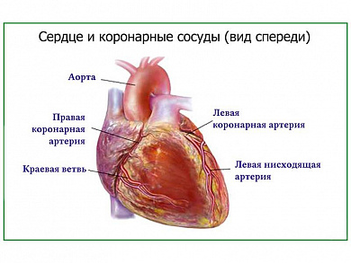 Артерии сердца, плакат глянцевый/ламинированный А1/А2 (глянцевый	A2)