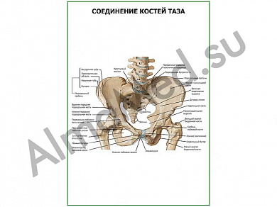 Соединение костей таза плакат ламинированный А1/А2 (ламинированный	A2)