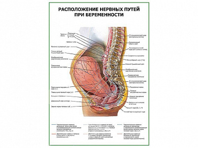 Расположение нервных путей при беременности плакат глянцевый А1/А2 (глянцевый A2)