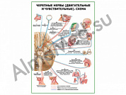 Черепные нервы (двигательные и чувствительные). Схема плакат глянцевый/ламинированный А1/А2 (глянцевый	A2)