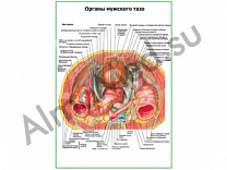 Органы мужского таза плакат ламинированный А1/А2 (ламинированный	A2)