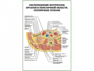 Расположение внутренних органов в поясничной области. Поперечное сечение плакат глянцевый А1/А2 (глянцевый A2)