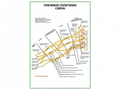 Плечевое сплетение. Схема плакат глянцевый А1/А2 (глянцевый A2)