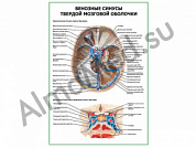 Венозные синусы твердой мозговой оболочки плакат ламинированный А1/А2 (ламинированный	A2)