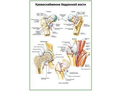 Кровоснабжение бедренной кости плакат глянцевый А1/А2 (глянцевый A1)