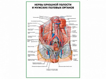 Нервы брюшной полости и мужских половых органов плакат глянцевый А1/А2 (глянцевый A2)