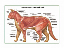 Мышцы кошки, поверхностный слой плакат глянцевый А1/А2 (глянцевый A2)