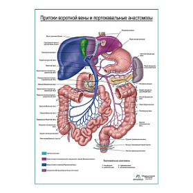 Воротная вена печени и анастомозы плакат глянцевый  А1+/А2+ (глянцевый холст от 200 г/кв.м, размер A1+)