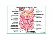 Строение желудочно-кишечного тракта, плакат глянцевый/ламинированный А1/А2 (глянцевый	A2)