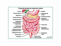 Строение желудочно-кишечного тракта, плакат глянцевый/ламинированный А1/А2 (глянцевый	A2)