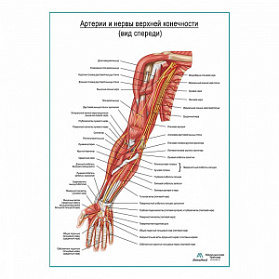 Артерии и нервы верхней конечности: вид спереди – плакат А1+/А2+ (глянцевая фотобумага от 200 г/кв.м, размер A2+)