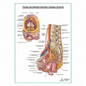 Нервы внутренних женских тазовых органов плакат глянцевый А1+/А2+ (глянцевая фотобумага от 200 г/кв.м, размер A2+)