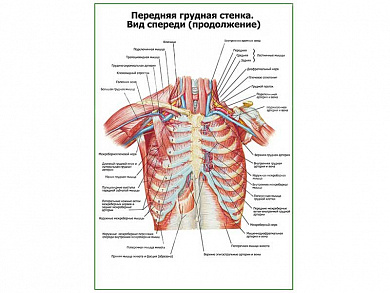 Передняя грудная стенка продолжение плакат глянцевый А1/А2 (глянцевый A1)