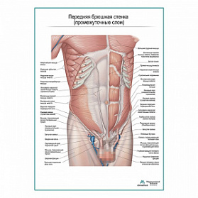 Мышцы живота средний слой. Вид спереди плакат глянцевый А1+/А2+ (глянцевый холст от 200 г/кв.м, размер A1+)