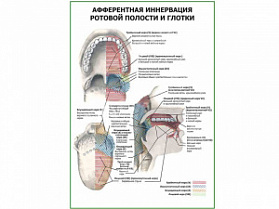 Иннервация ротовой полости и глотки, плакат глянцевый А1/А2 (глянцевый A1)