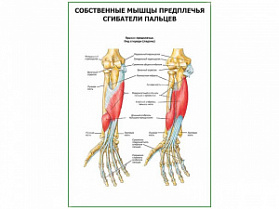 Сгибатели пальцев плакат глянцевый А1/А2 (глянцевый A2) Сгибатели пальцев плакат глянцевый А1/А2 (глянцевый A2)