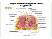 Поперечное сечение грудного отдела на уровне Т7 плакат глянцевый А1/А2 (глянцевый A2)