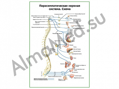 Парасимпатическая нервная система плакат ламинированный А1/А2 (ламинированный	A2)