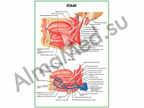 Язык, плакат ламинированный А1/А2 (ламинированный	A2)