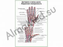 Артерии и вены руки, ладонная поверхность плакат глянцевый/ламинированный А1/А2 (глянцевый	A2)