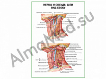 Нервы и сосуды шеи. Вид сбоку плакат ламинированный А1/А2 (ламинированный	A2)