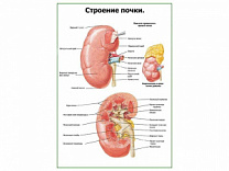 Строение почки плакат глянцевый А1/А2 (глянцевый A1)