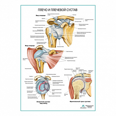 Плечо и плечевой сустав плакат глянцевый А1+/А2+ (глянцевый холст от 200 г/кв.м, размер A1+)