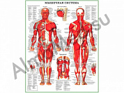 Мышечная система человека, плакат ламинированный А1/А2 (ламинированный	A2)