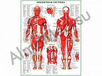 Мышечная система человека, плакат ламинированный А1/А2 (ламинированный	A2)