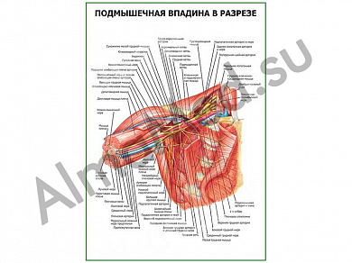 Подмышечная впадина в разрезе плакат глянцевый/ламинированный А1/А2 (глянцевый	A2)