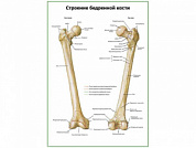 Строение бедренной кости плакат глянцевый А1/А2 (глянцевый A1)