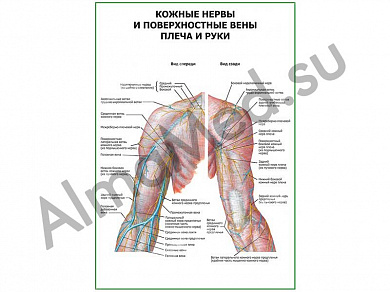 Кожные нервы и поверхностные вены плеча и руки плакат глянцевый/ламинированный А1/А2 (глянцевый	A2)
