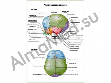 Череп новорожденного, плакат глянцевый/ламинированный А1/А2 (ламинированный	A1)