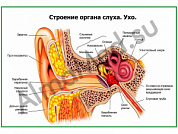Строение органа слуха, ухо плакат глянцевый/ламинированный А1/А2 (глянцевый	A2)