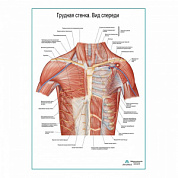 Грудная стенка. Вид спереди плакат глянцевый А1+/А2+ (глянцевый холст от 200 г/кв.м, размер A1+)